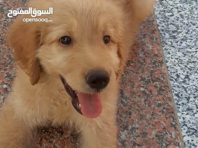 كلب جولدن للبيع