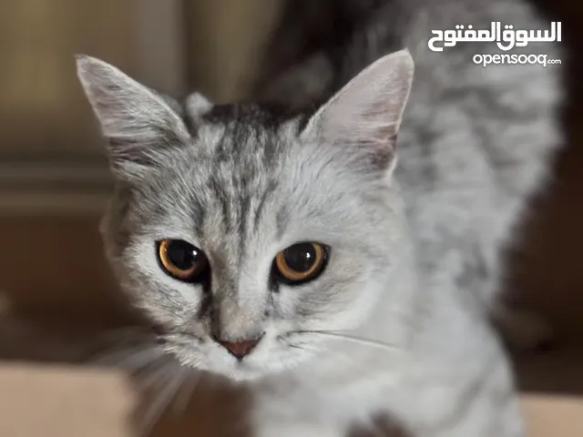 قط تركي اليييف