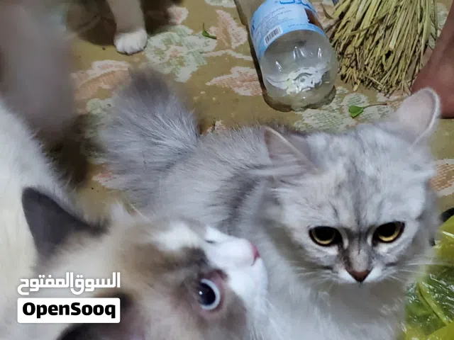 قطة انثئ شيرازي