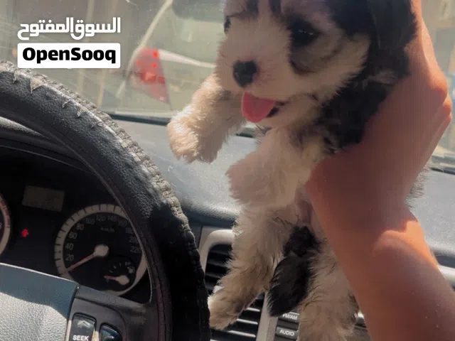 متوفر جرواي كانيش عمرهم 41 يوم