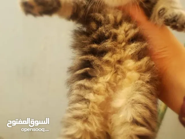 قطه شيرازي عمر شهر