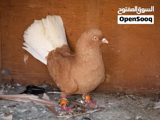 جواز جميلات للبيع