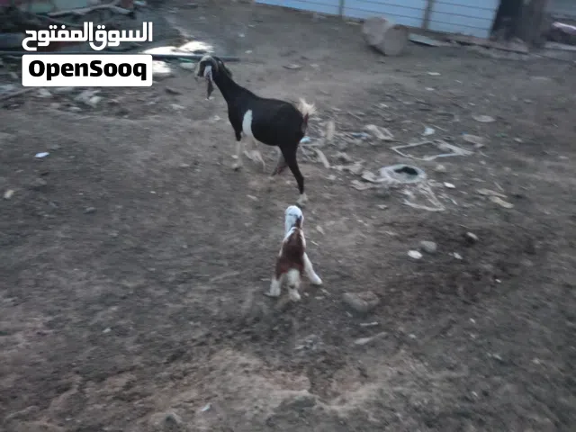 ماعز للبيع