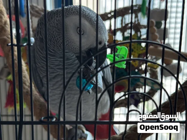 African Gray Parrot lost in Al Tawoon Sharjah