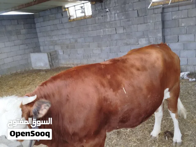 بقرة سمنتال خط اول للبيع