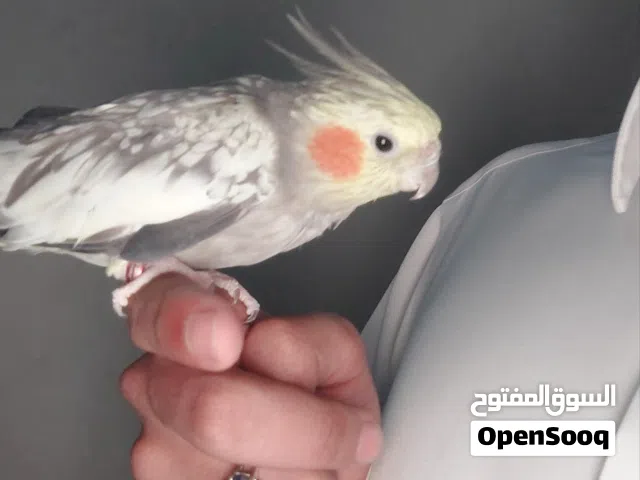 كروان اليف للبيع