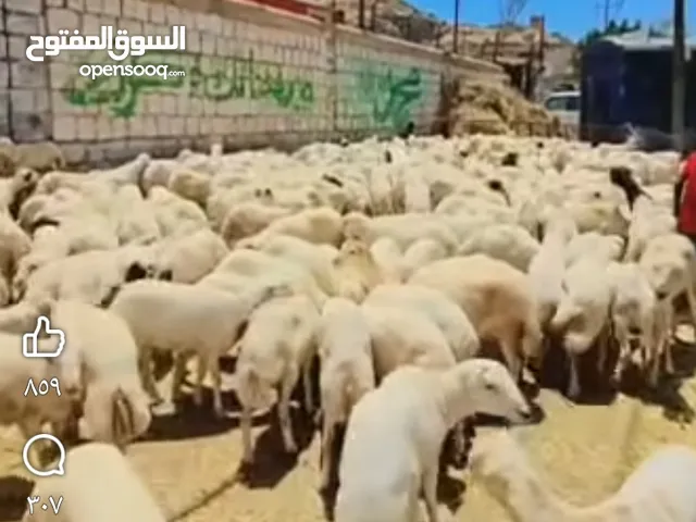 ذبح   اضاحي في الممزل