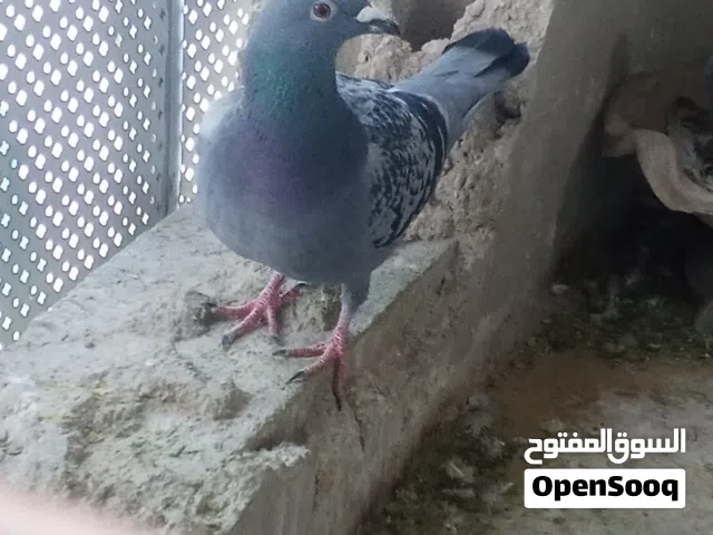 طيره للبيع فيها رده