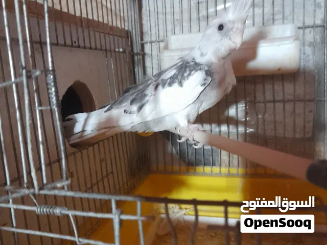 جوز كوكتيل بأيد اول بطن جوز تب نظافة تحته 3 فراخ عمر اسبوعين