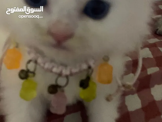 قطط سكوتش فولد عدد4للبيع