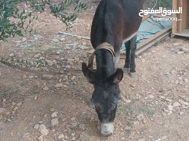 موجود حمارة للبيع عمالة للبيع