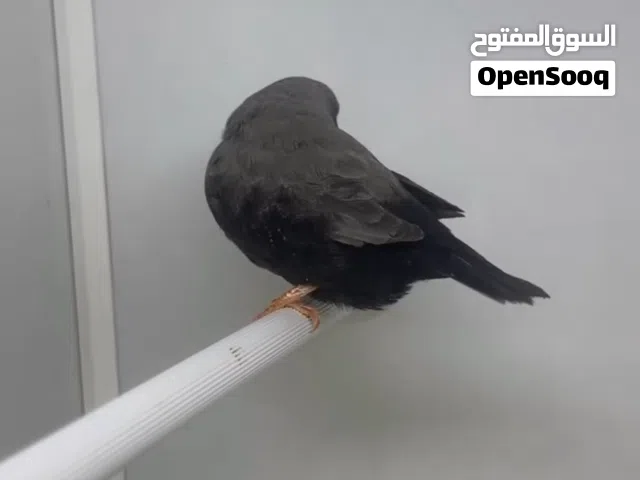 طيور زيبرا فينش