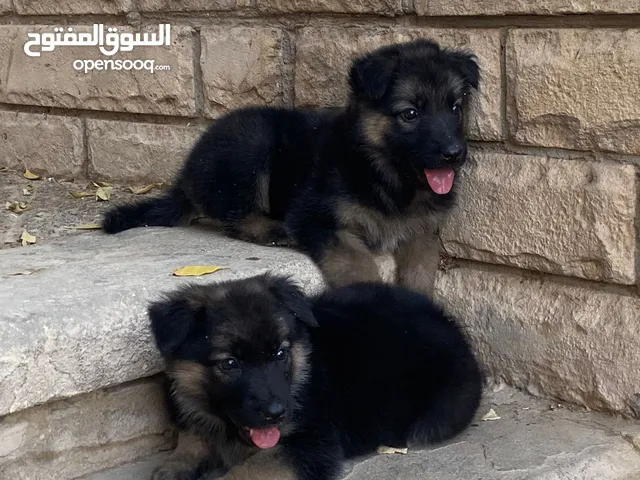 للبيع جراوي جيرمن شيبرد ورك لاين لونج هير Available German Shepherd