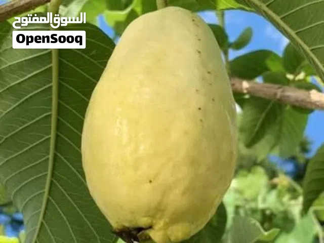 متوفر كمية من البذور   فاكهة الجوافة  A quantity of seeds is available. Egyptian guava fruit seeds.