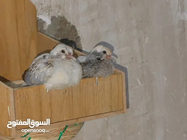 حمام ملكي ماسي وفضي ونفطي