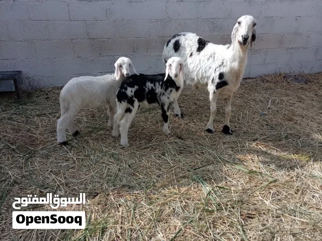 جاعده للبيع