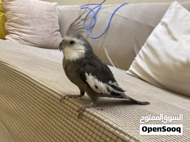 كوكتيل اليف جدا يغرد صوت جميل يغني مايعض ابد مع قفص واكل الي له خاطر يتواصل