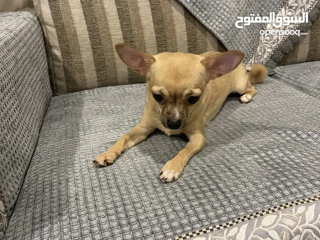 Dog for sale