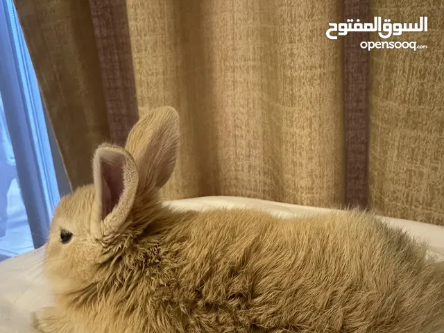 ارنب صغير لبيع