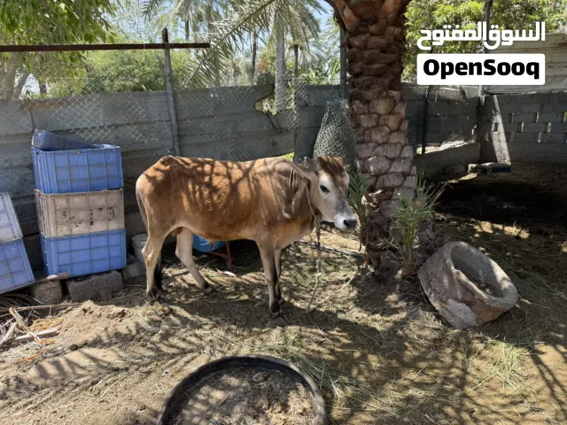 ثيران اثنين للبيع