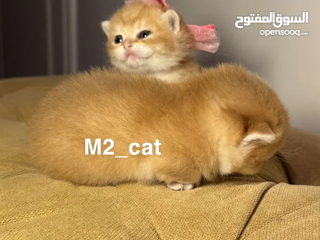 ماشاء الله تبارك الله قطط سكوتش ستريت قولد