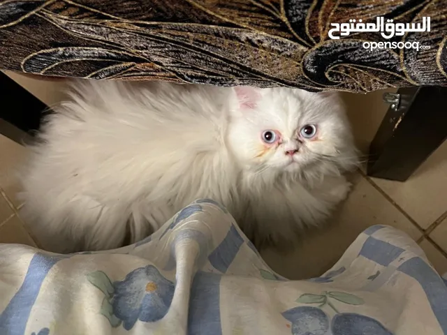قط مكس شيرازي وفارسي -  Persian and Shirazi cat للتبني ليس للبيع For adoption not for sale