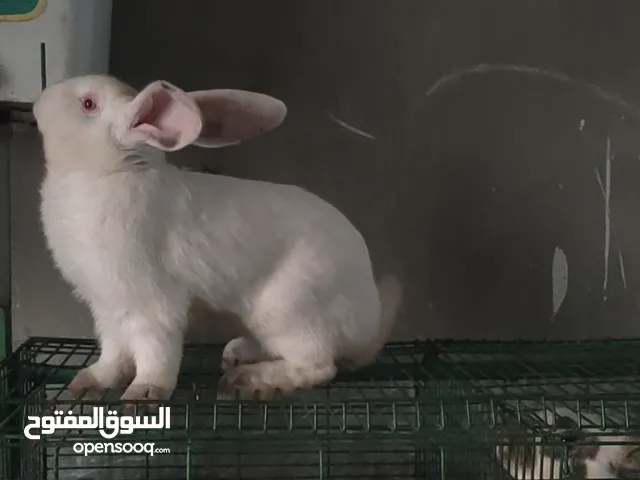 سلالات ولحوم أرانب للبيع