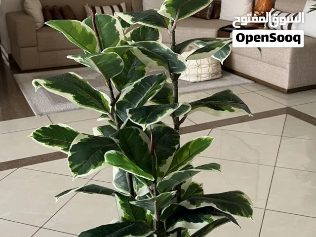 Indoor real look alike artificial rubber plant , beautiful for indoor or outdoor decoration.