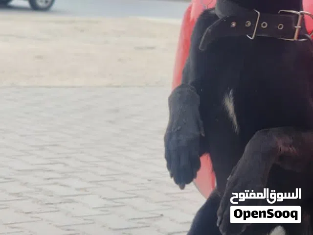 انتثى مالينوا مكسيكية حاجة من نوادر الوان و عصب و صرفتها ايام هذينا بيع بأعلى سعر صاحبي الواتي