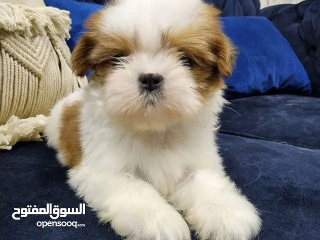 Shihzt pure puppies 2 months old 3300