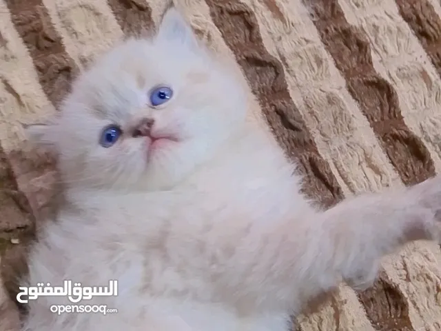 قطه هملايا نثيه عمر 50 يوم
