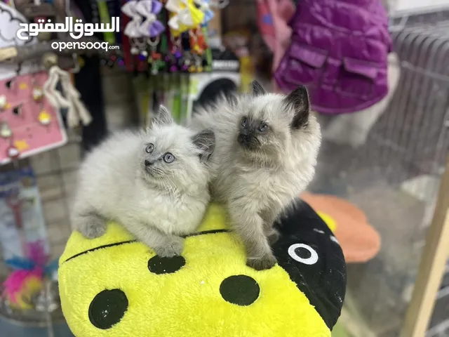 فرهود النمرود عليه عرض بيهز الارض لمدة 24 ساعة شوف الرصف