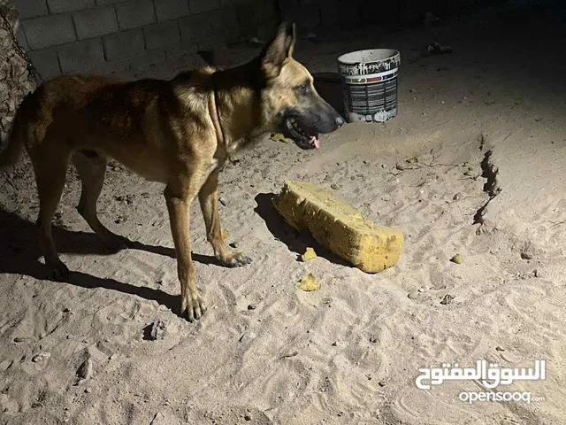 كلب مينوا للبيع