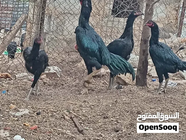 صوص بلدي باكستاني  سايكس  براهمه عمر 21 يوم تسليم الرصيفة الجبل الشمالي خلف مستشفى الأمير فيصل
