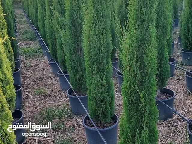 سرو عامودي ايطالي نخب اول جولد ستار ايطالي نخب اول و لايلندي ايطالي نخب اول و زنزلخت ايطالي نخب اول