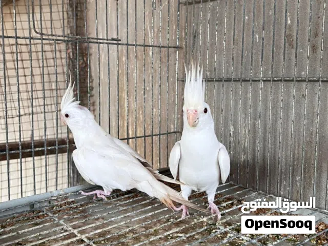 مطلوب كوبيا البينو