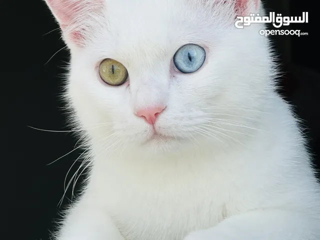 قط تركي للتبني