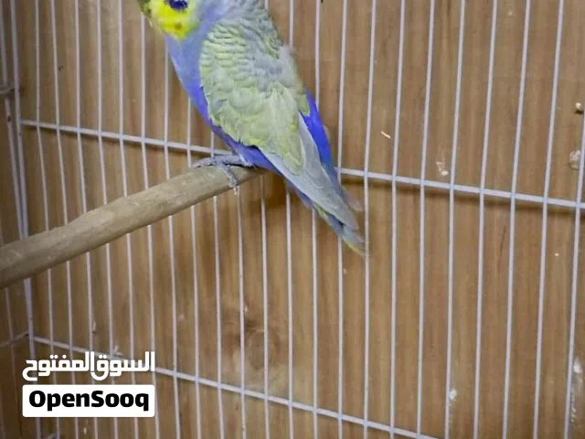 4 ذكور صحتهن جيده جدا كلمن وسعره بالوصف
