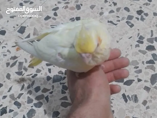 كوكتيل ترويض للبيع