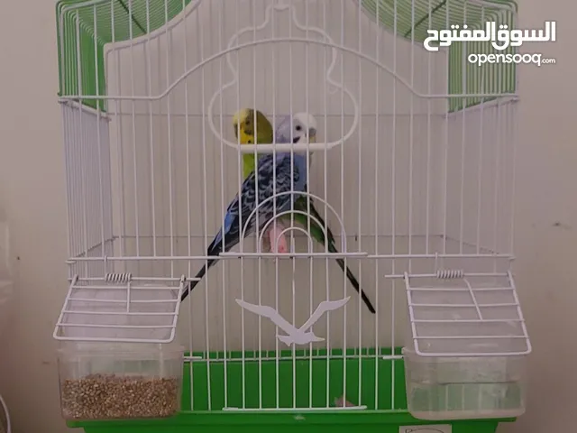 قفص طيور للبيع