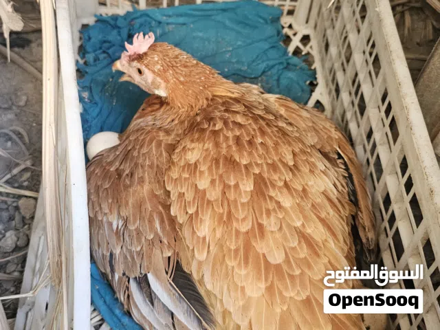 دجاجه كاركه خط اول جواها 16 بيضه بعد كم يوم ويفقسن صار فتره كافه