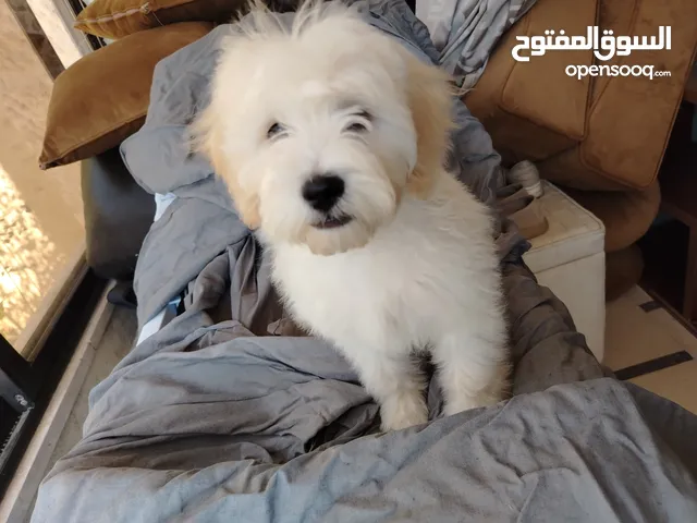 كلب مالتيبو ذكر