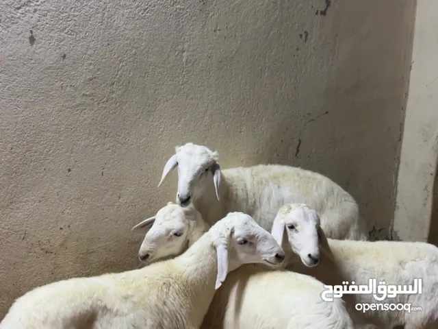 طليان اضاحي حري