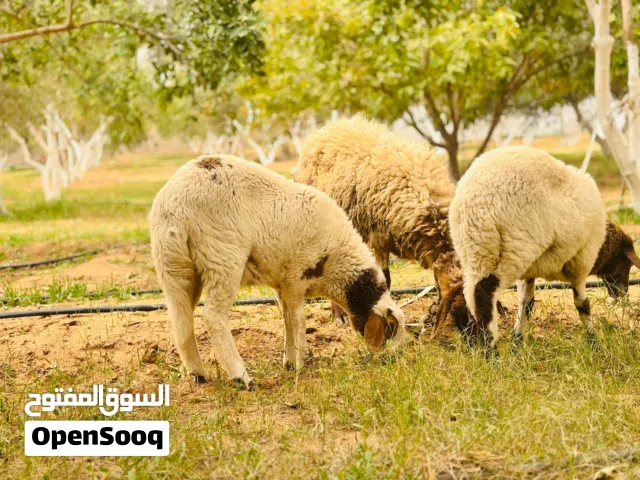 نعجه تحتها زوز فطايم وعشرة عليهم  تواصل ع رقم