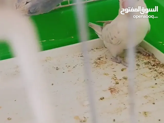 جوز فيشر ازرق