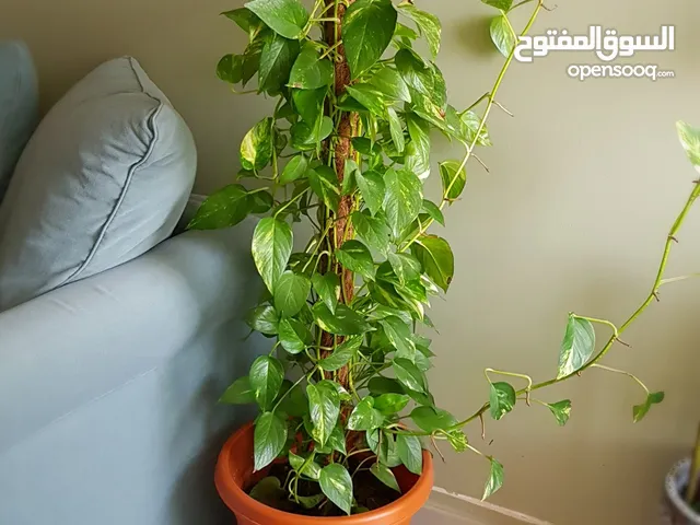 Big healthy Pothos plant for 140 Dhs Only