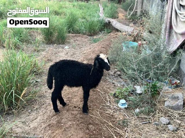 حمله عمانيه مذيار تاكل وتشرب حليب