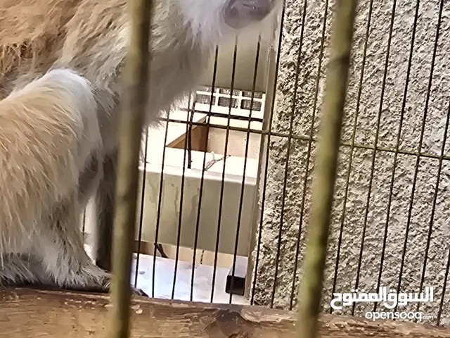 نسناس انثي اصغيره للبيع