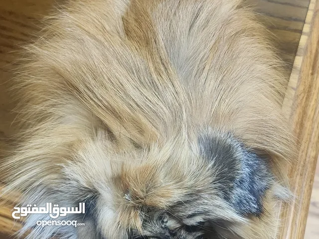 فرو ثعلب اصليه جديده