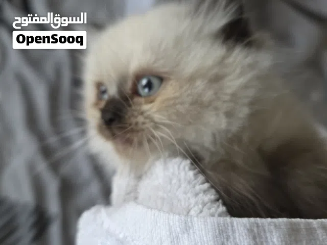 ذكر 2 شهرين ..يحب اللعب..هملايا شوكلت